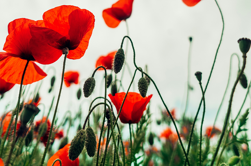 Anzac poppies