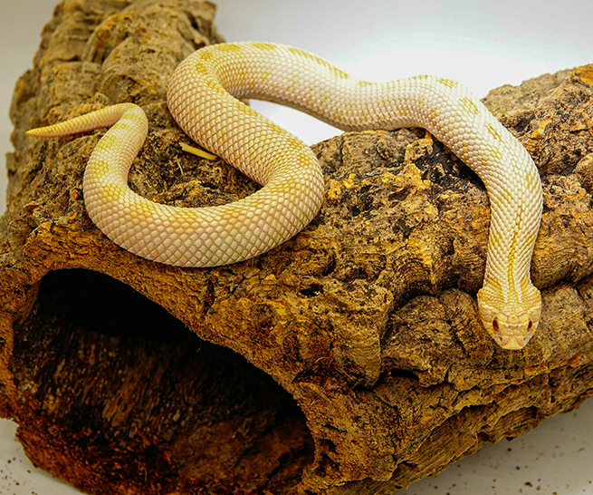 Snake Blog 1