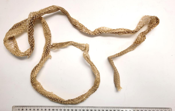 Snake skin