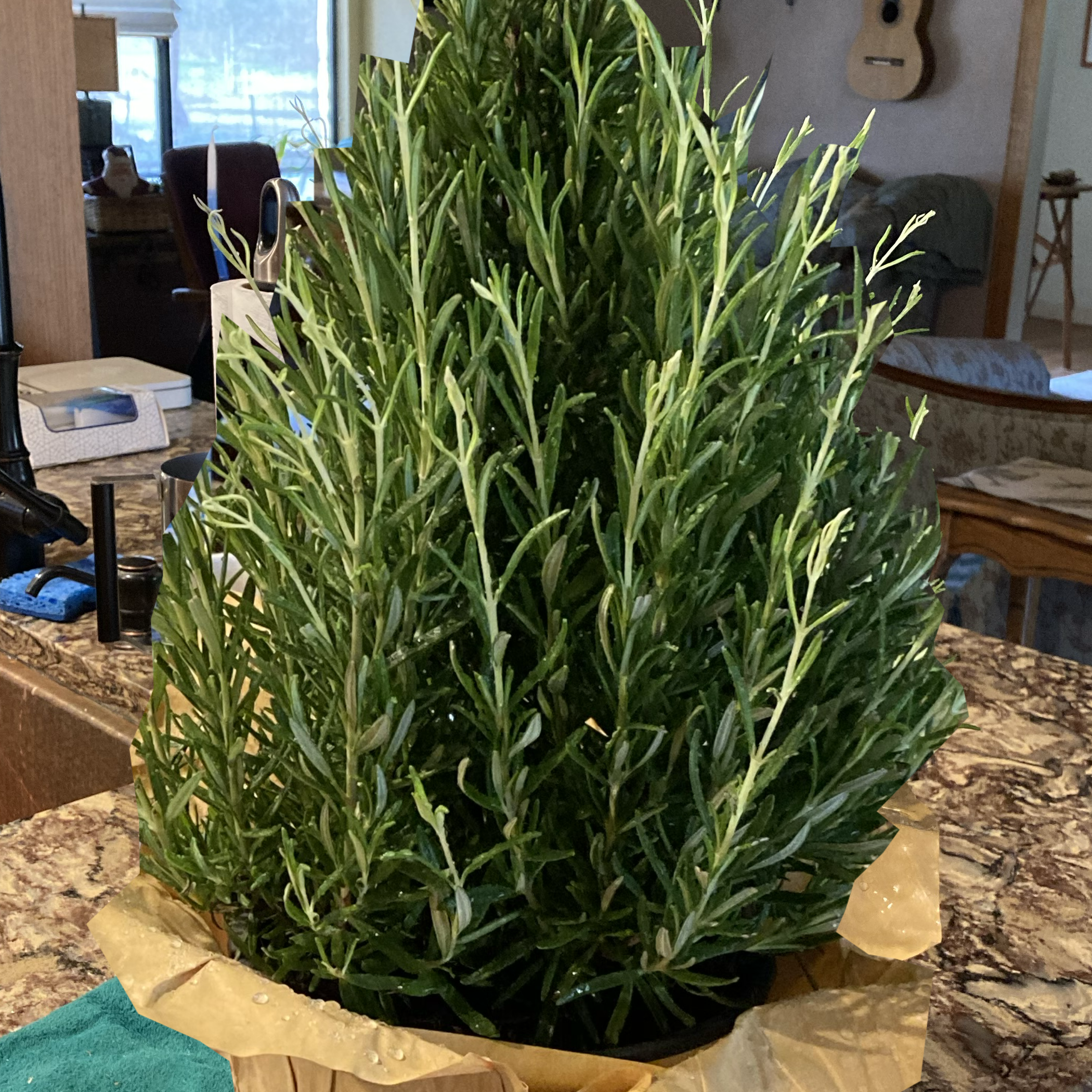 rosemary tree